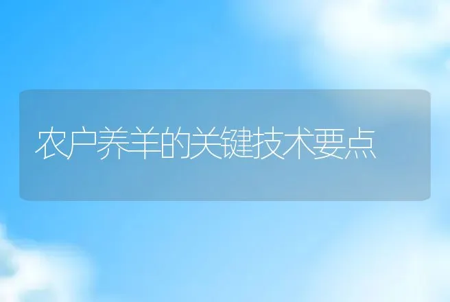 农户养羊的关键技术要点 | 动物养殖