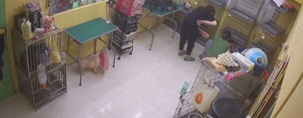 宠物店美容师因嫌狗狗吵把它打至流血，竟还说狗狗蠢 | 宠物新闻资讯