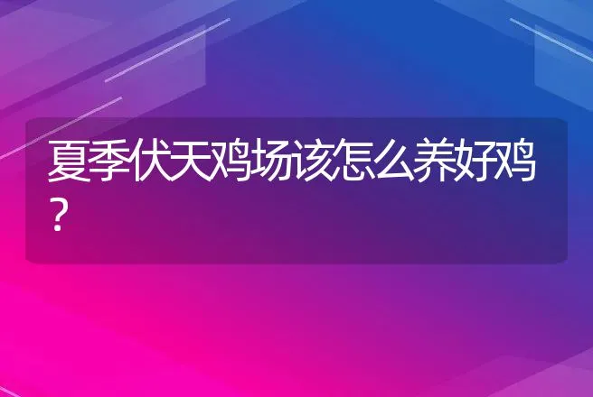 夏季伏天鸡场该怎么养好鸡？ | 家禽养殖