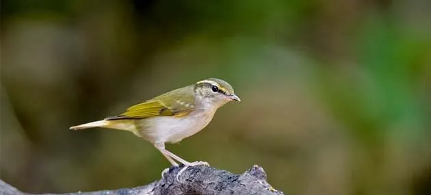 黄眉柳莺特征_饲养_习性_价格 | 宠物鸟饲养