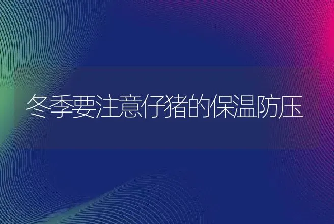 冬季要注意仔猪的保温防压 | 动物养殖