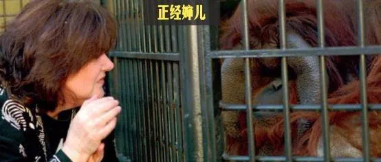 被囚禁30年的红毛猩猩抑郁离世，最后的遗愿是吃一口冰淇淋 | 宠物新闻资讯