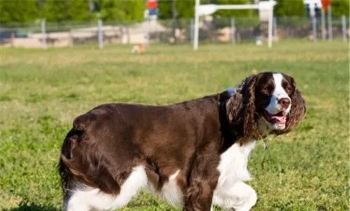 史宾格犬好训练吗 史宾格犬智商高容易训练 | 宠物训练技巧