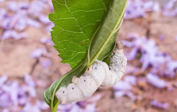 蚕的生长过程 | 养宠入门知识