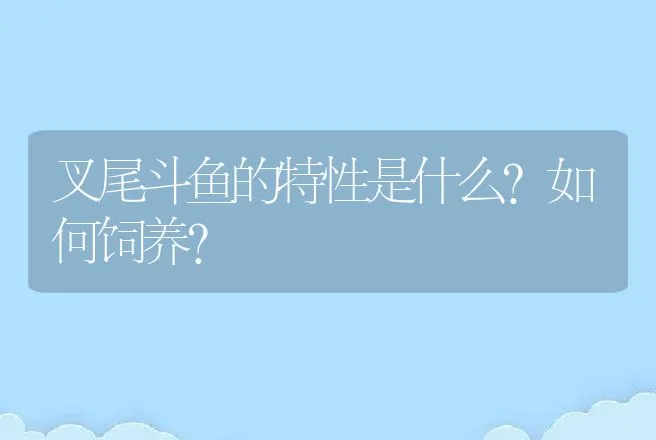 叉尾斗鱼的特性是什么?如何饲养? | 动物养殖