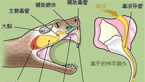 如何区分有毒蛇与无毒蛇 | 宠物喂养知识