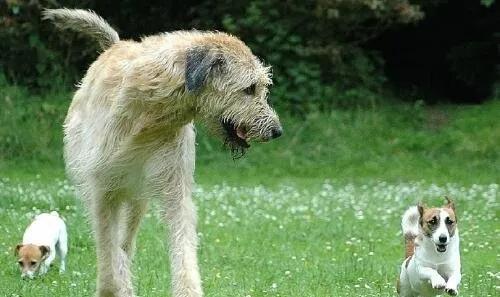 爱尔兰猎狼犬，对小孩子超温柔的巨型犬 | 宠物新闻资讯