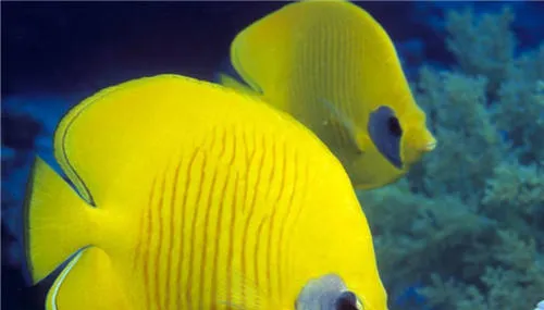 带你认识水族箱中的珊瑚砂 | 宠物病虫害防治