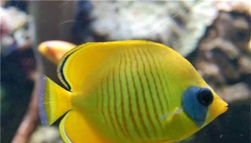 带你认识水族箱中的珊瑚砂 | 宠物病虫害防治