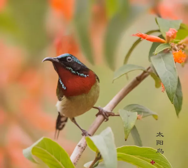 【太阳鸟图片】虾米花上的太阳鸟 | 宠物鸟图片欣赏