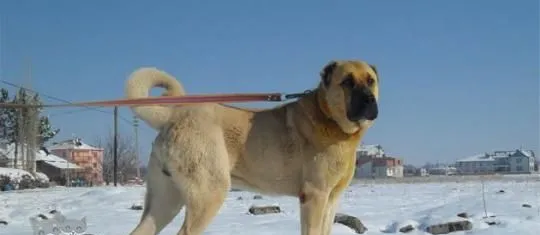 安纳托利亚牧羊犬狗瘟能治好吗 | 宠物病虫害防治