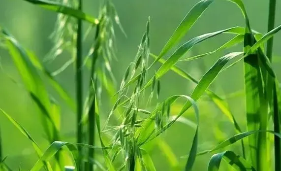 兔子能不能吃新鲜牧草? 吃新鲜牧草就会死？ | 宠物训练技巧