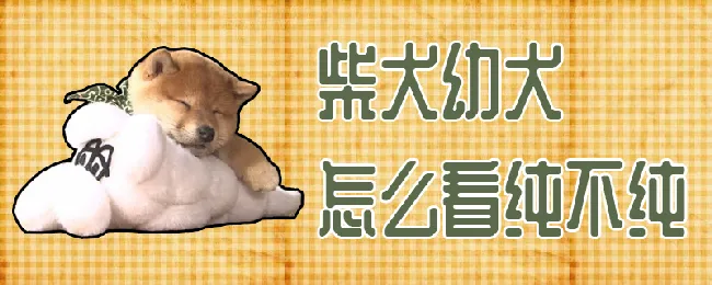 柴犬幼犬怎么看纯不纯 | 养宠入门知识