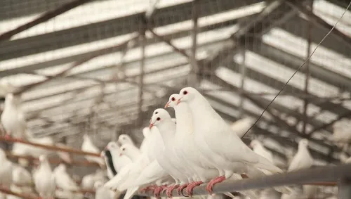 如何分辨青年鸽与成年鸽 | 鸽子养殖常见问题