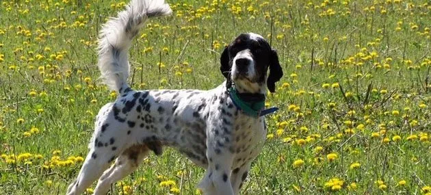 英国雪达蹲猎犬的外形特征及饲养方法_训练|图片 | 宠物狗饲养