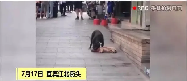 街头再现“狗吃狗”事件 家庭伴侣犬离我们究竟有多远？ | 宠物新闻资讯