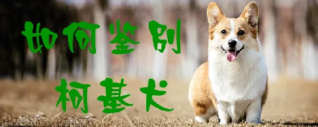 如何鉴别柯基犬 | 养宠入门知识