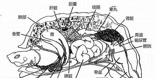 龟呼吸方式的详细介绍 | 宠物喂养知识