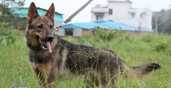 昆明犬耳朵怎么清洁 昆明犬耳朵清洁护理方法 | 宠物病虫害防治