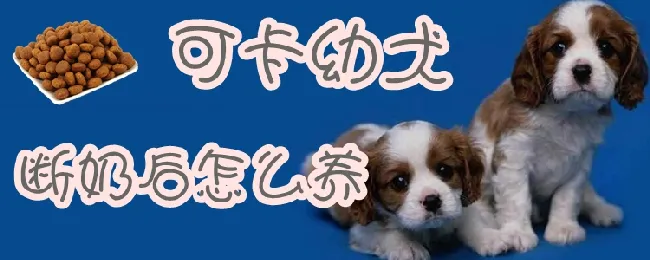 可卡幼犬断奶后怎么养 | 宠物病虫害防治