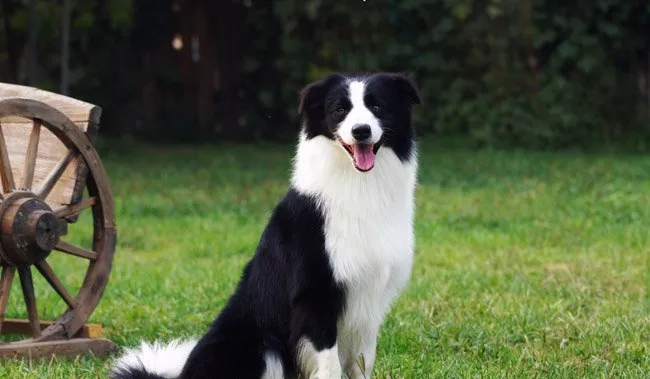 怎么养好一条边境牧羊犬？ | 宠物狗饲养