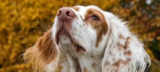 英国雪达蹲猎犬的外形特征及饲养方法_训练|图片 | 宠物狗饲养