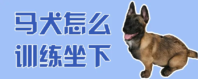 马犬怎么训练坐下 | 宠物训练技巧