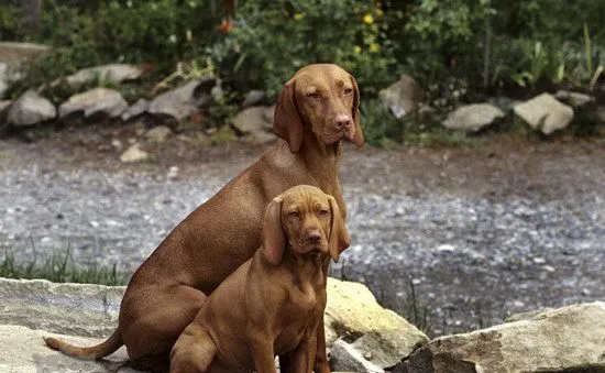 维希拉猎犬耳朵怎么清洁 维希拉猎犬耳朵护理方法 | 宠物病虫害防治