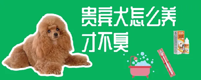 贵宾犬怎么养才不臭 | 宠物病虫害防治