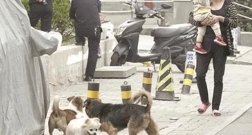 恶犬伤人事件屡屡发生 应着力推动养犬法规落地执行 | 宠物政策法规