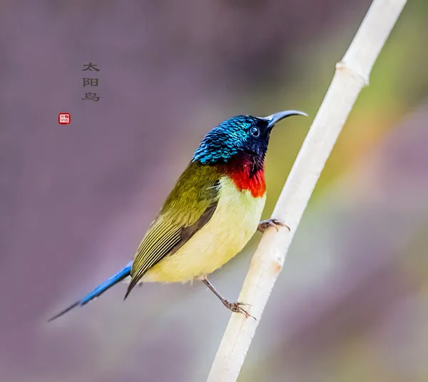 【太阳鸟图片】虾米花上的太阳鸟 | 宠物鸟图片欣赏