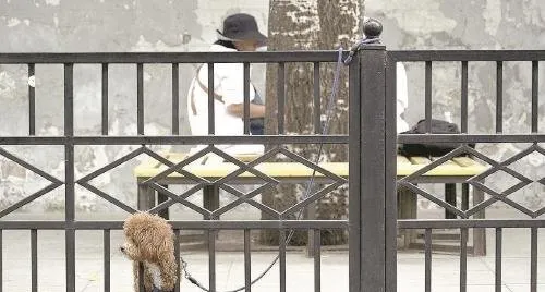 恶犬伤人事件屡屡发生 应着力推动养犬法规落地执行 | 宠物政策法规