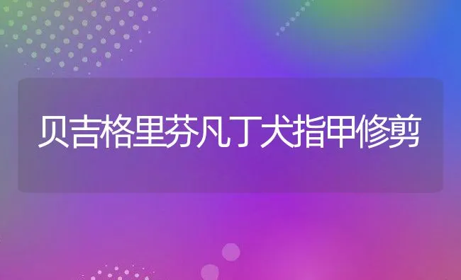 贝吉格里芬凡丁犬指甲修剪 | 宠物训练技巧