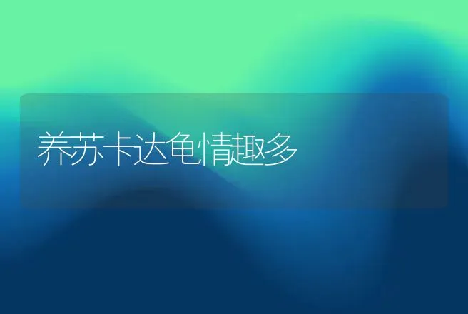 养苏卡达龟情趣多 | 动物养殖