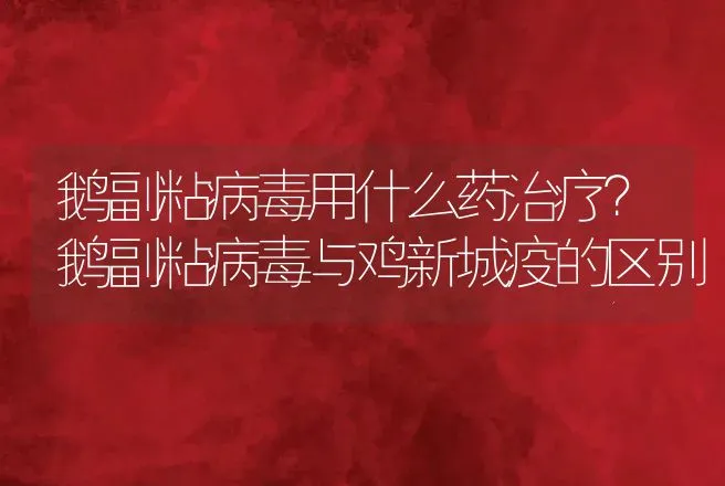 鹅副粘病毒用什么药治疗？鹅副粘病毒与鸡新城疫的区别 | 兽医知识大全