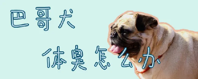 巴哥犬体臭怎么办 | 宠物病虫害防治