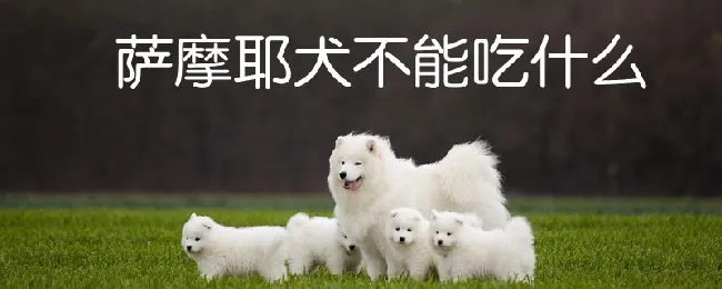 萨摩耶犬不能吃什么 | 宠物病虫害防治