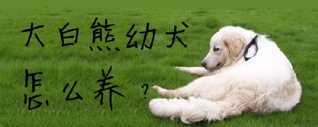 大白熊幼犬怎么养 | 宠物病虫害防治