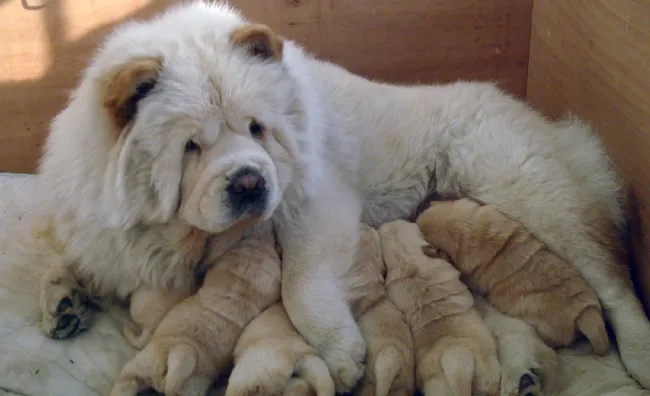 如何训练松狮犬不随地大小便 | 宠物狗训练技巧