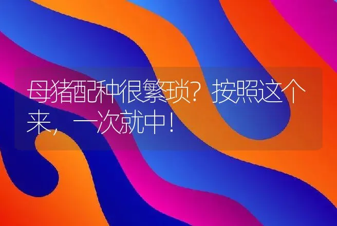 母猪配种很繁琐？按照这个来，一次就中！ | 养殖致富