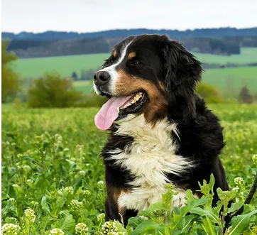 伯恩山犬容易训练吗 伯恩山犬的训练还是要循序渐进 | 宠物训练技巧