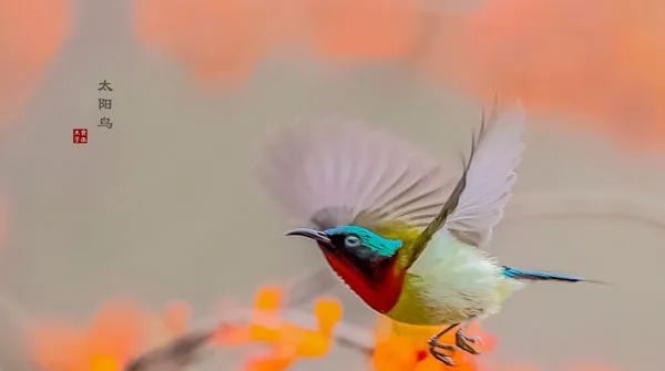 【太阳鸟图片】虾米花上的太阳鸟 | 宠物鸟图片欣赏