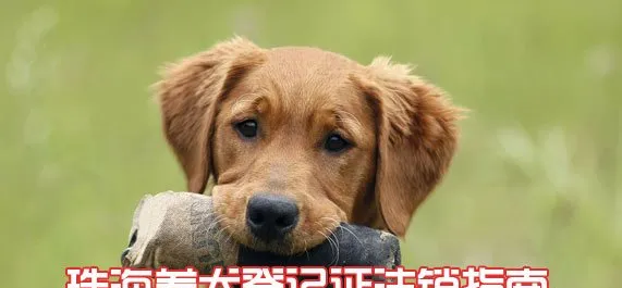 珠海养犬登记证注销指南 | 宠物政策法规