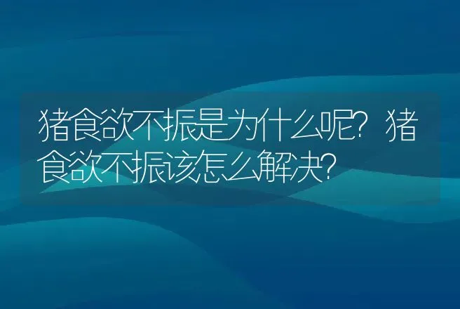 猪食欲不振是为什么呢？猪食欲不振该怎么解决？ | 兽医知识大全