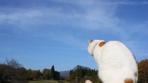 猫咪也需要出去遛弯 | 宠物病虫害防治