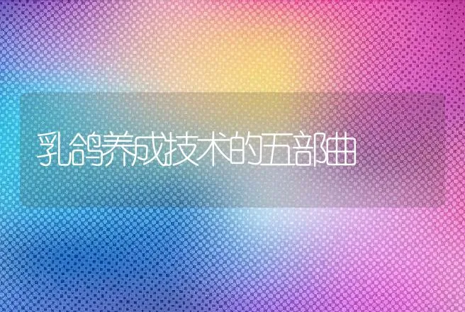 乳鸽养成技术的五部曲 | 特种养殖