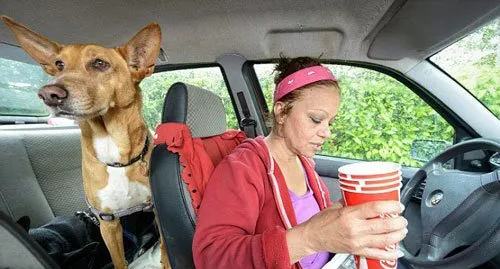 为了不让爱犬被送走，英国女子情愿以车为家以汤为食 | 宠物新闻资讯