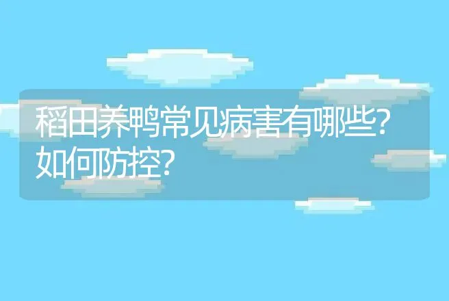 稻田养鸭常见病害有哪些？如何防控？ | 家禽养殖