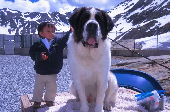 初养者选购圣伯纳犬须知 | 宠物狗选购技巧