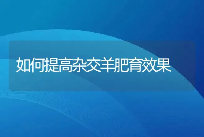 如何提高杂交羊肥育效果 | 动物养殖